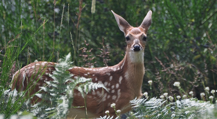  fawn
